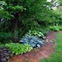 Radiant Edger Winfield Blue and Night Before Christmas Hostas